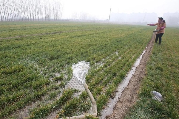 小麦为什么要冬灌，可缓和地温变化避免冻害死苗