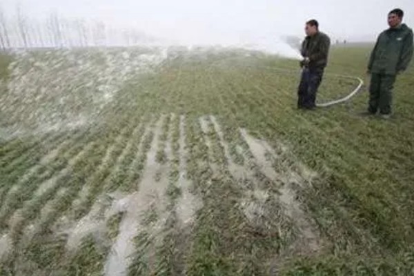 小麦为什么要冬灌，可缓和地温变化避免冻害死苗