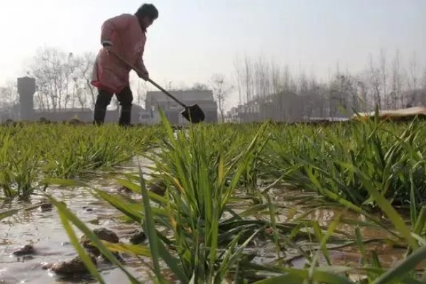 小麦为什么要冬灌，可缓和地温变化避免冻害死苗