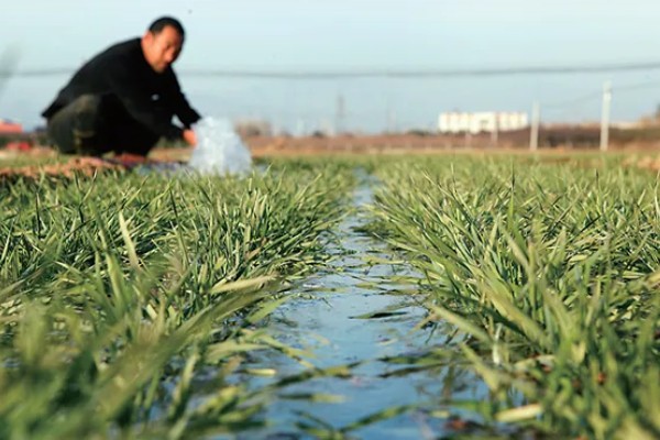 小麦为什么要冬灌，可缓和地温变化避免冻害死苗
