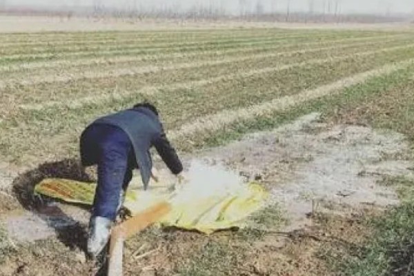 小麦为什么要冬灌，可缓和地温变化避免冻害死苗