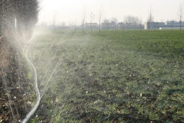 小麦为什么要冬灌，可缓和地温变化避免冻害死苗