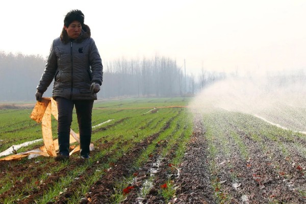 小麦为什么要冬灌，可缓和地温变化避免冻害死苗