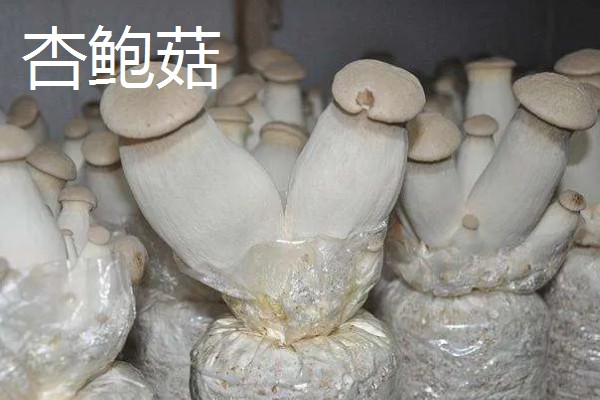 杏鲍菇长白毛如何处理，清洗时清理干净白毛即可