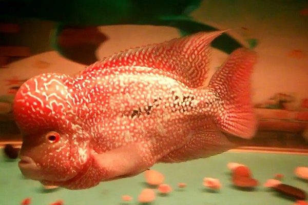 罗汉鱼水质如何处理，酸碱度在6.5-7.2之间