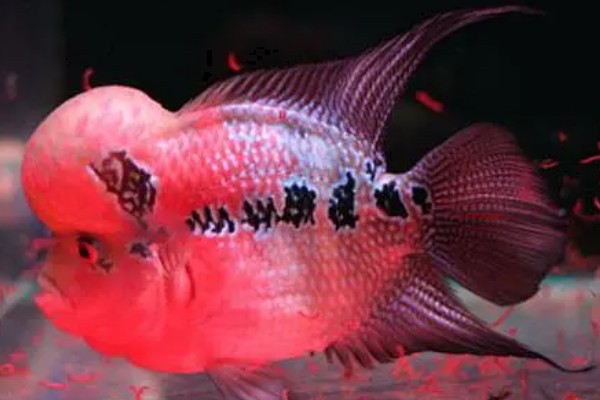 罗汉鱼水质如何处理，酸碱度在6.5-7.2之间