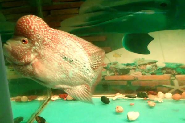 罗汉鱼水质如何处理，酸碱度在6.5-7.2之间