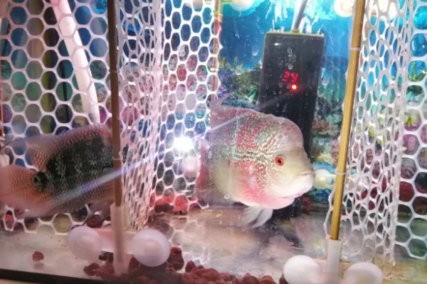 罗汉鱼水质如何处理，酸碱度在6.5-7.2之间