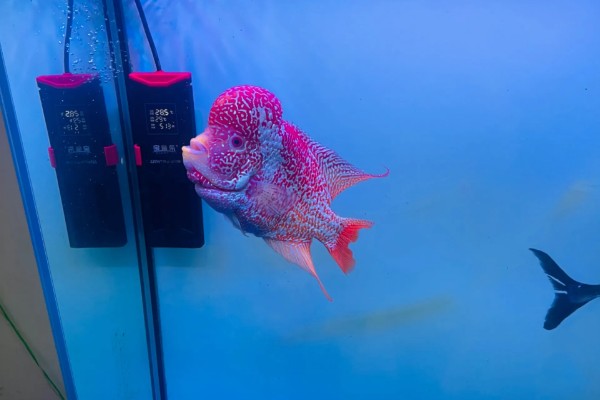 罗汉鱼水质如何处理，酸碱度在6.5-7.2之间