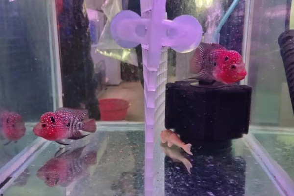 罗汉鱼水质如何处理，酸碱度在6.5-7.2之间