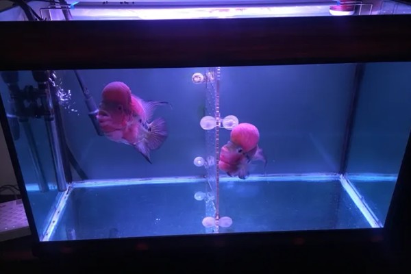 罗汉鱼水质如何处理，酸碱度在6.5-7.2之间