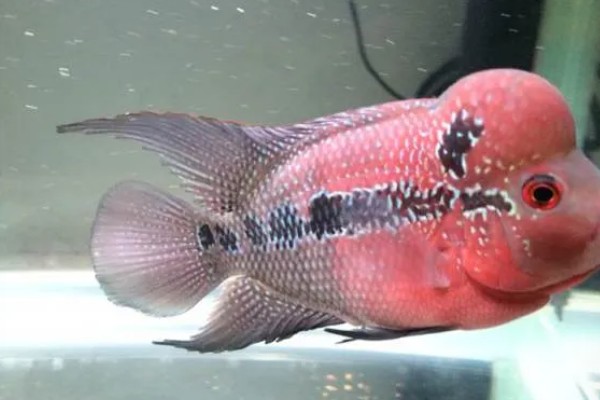 罗汉鱼水质如何处理，酸碱度在6.5-7.2之间