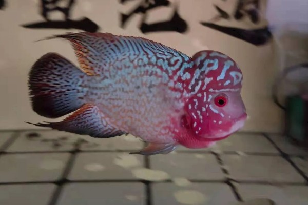 罗汉鱼水质如何处理，酸碱度在6.5-7.2之间