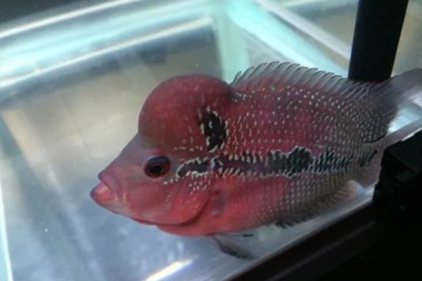 罗汉鱼水质如何处理，酸碱度在6.5-7.2之间