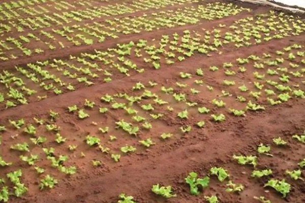 生菜球怎么种植,出苗后每天早晚各喷一次水