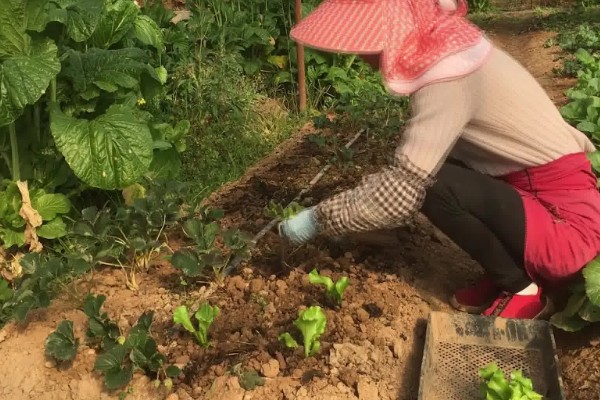 生菜球怎么种植,出苗后每天早晚各喷一次水