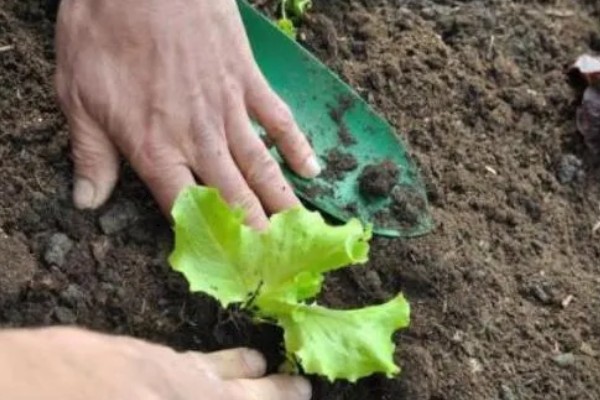 生菜球怎么种植,出苗后每天早晚各喷一次水