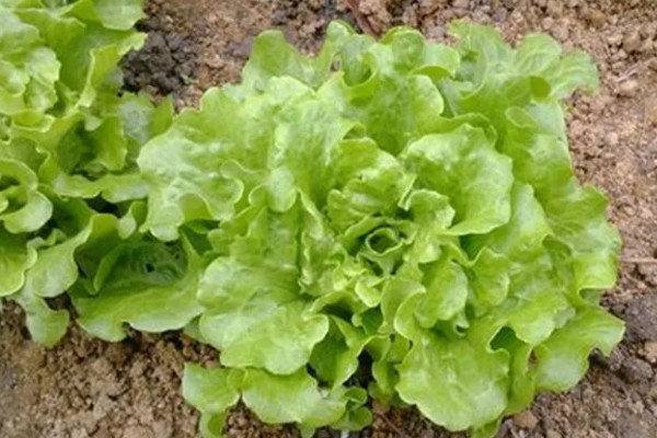 生菜球怎么种植,出苗后每天早晚各喷一次水