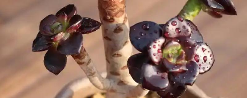 黑法师叶子一碰就掉的原因，可能是浇水过量所致