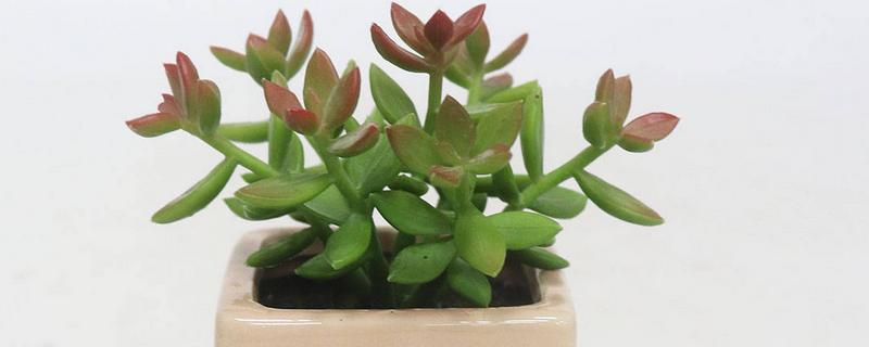 白凤菊不开花的原因，可能是花期未到、缺少阳光等因素造成