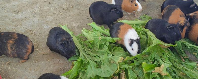 荷兰猪能不能和龙猫混养，脾气、食性、对养殖环境的要求都有很大差异