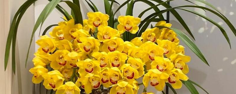 蕙兰黄金岁月的养殖方法，每隔10-20天追施一次肥料