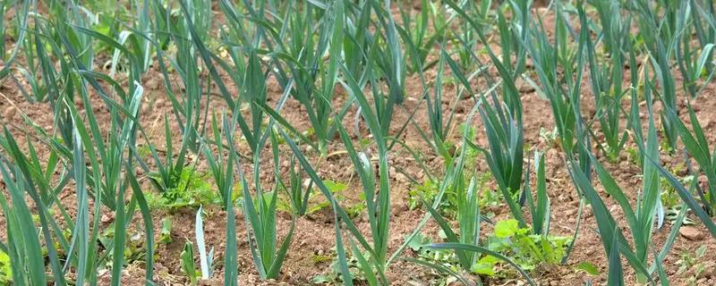 蒜苗如何种植，整地时要施入有机肥与复合肥