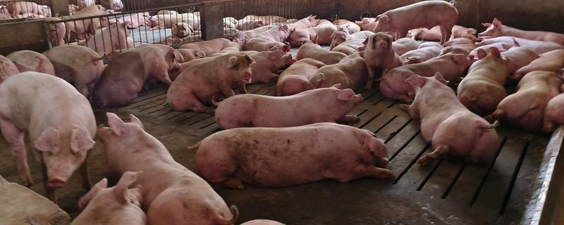 母猪吃粪便的原因，可能是缺乏营养所致