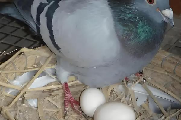 鸽子是不是四季都能下蛋,温度适宜便可常年下蛋