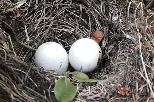 鸽子是不是四季都能下蛋,温度适宜便可常年下蛋