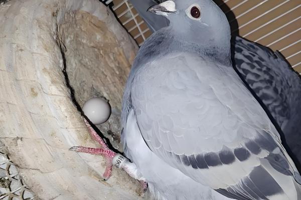 鸽子是不是四季都能下蛋,温度适宜便可常年下蛋