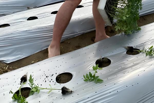 种植西红柿的方法,行株距为50×30厘米