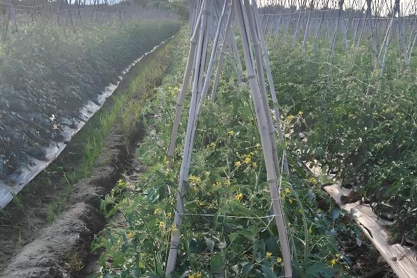 种植西红柿的方法,行株距为50×30厘米