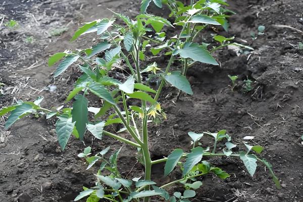 种植西红柿的方法,行株距为50×30厘米