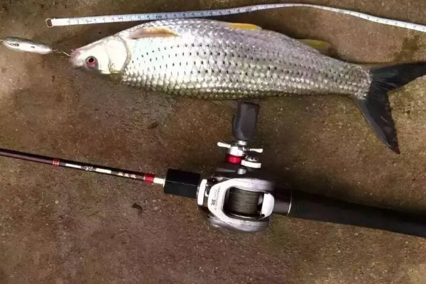 红眼鲮鱼能不能钓，下风向、入水口适合作钓