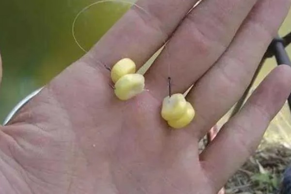 红眼鲮鱼能不能钓，下风向、入水口适合作钓