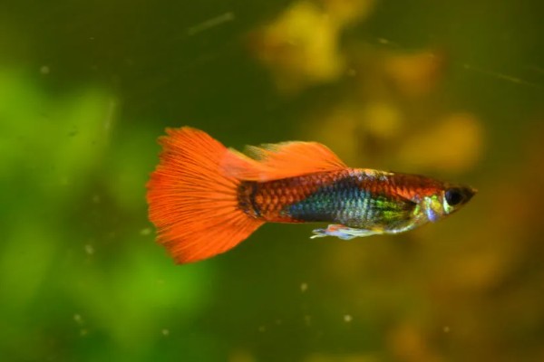 孔雀鱼的养殖方法，喜欢弱碱性的水质