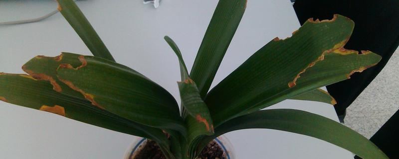 君子兰黄叶子如何处理，最适生长温度为15-25度