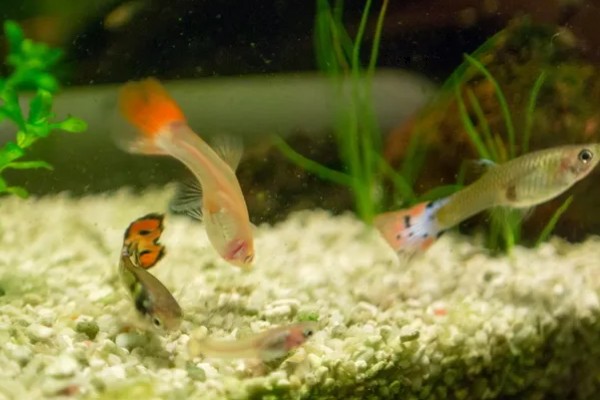 孔雀鱼的养殖方法，喜欢弱碱性的水质