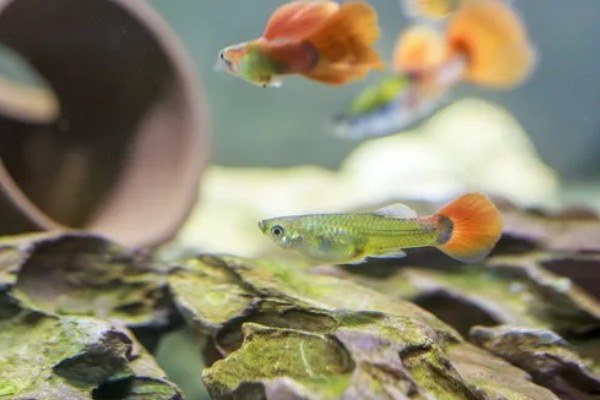 孔雀鱼的养殖方法，喜欢弱碱性的水质