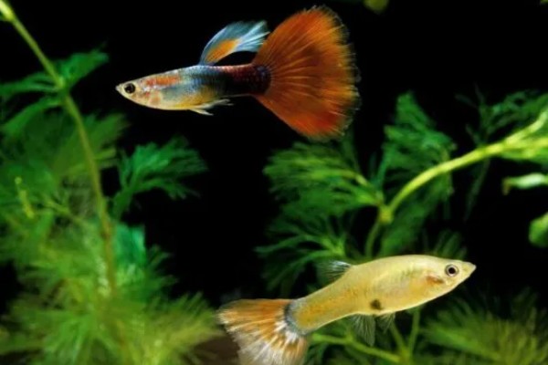 孔雀鱼的养殖方法，喜欢弱碱性的水质