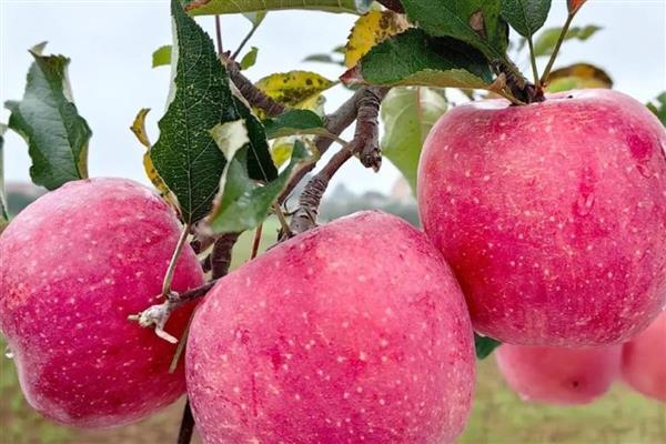 苹果的等级怎么划分,通常分为优等品、一等品、二等品