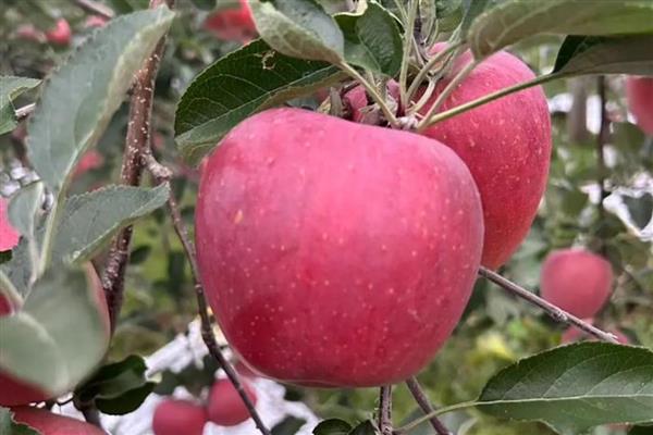 苹果的等级怎么划分,通常分为优等品、一等品、二等品