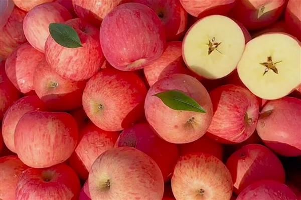 苹果的等级怎么划分,通常分为优等品、一等品、二等品