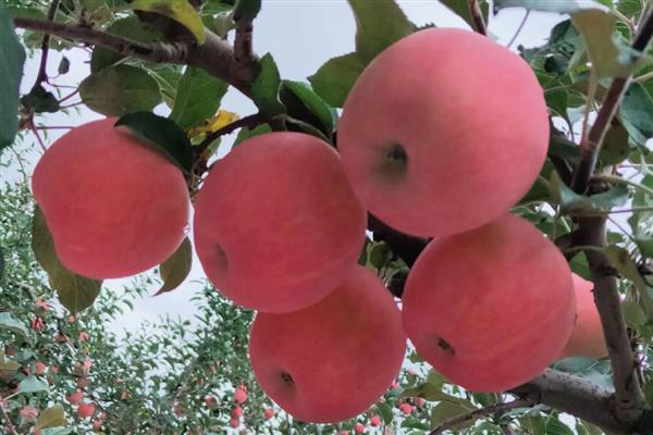 苹果的等级怎么划分,通常分为优等品、一等品、二等品