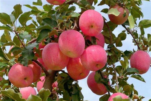 苹果的等级怎么划分,通常分为优等品、一等品、二等品