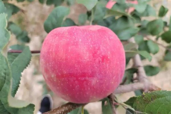 苹果的等级怎么划分,通常分为优等品、一等品、二等品