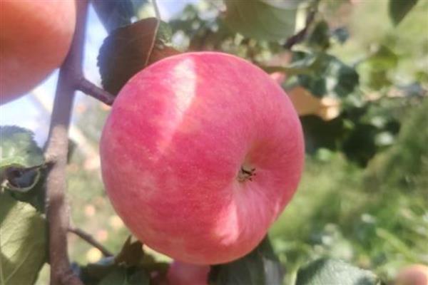 苹果的等级怎么划分,通常分为优等品、一等品、二等品