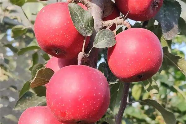 苹果的等级怎么划分,通常分为优等品、一等品、二等品