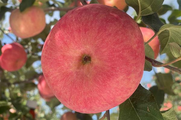 苹果的等级怎么划分,通常分为优等品、一等品、二等品